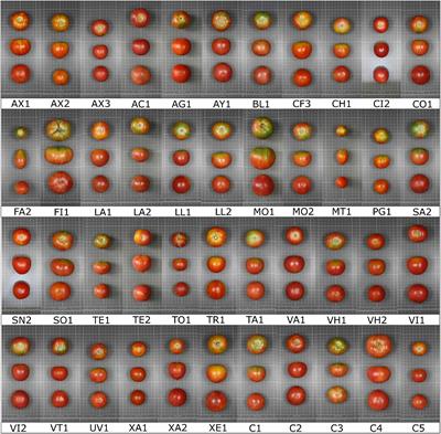 Variation for Composition and Quality in a Collection of the Resilient Mediterranean ‘de penjar’ Long Shelf-Life Tomato Under High and Low N Fertilization Levels